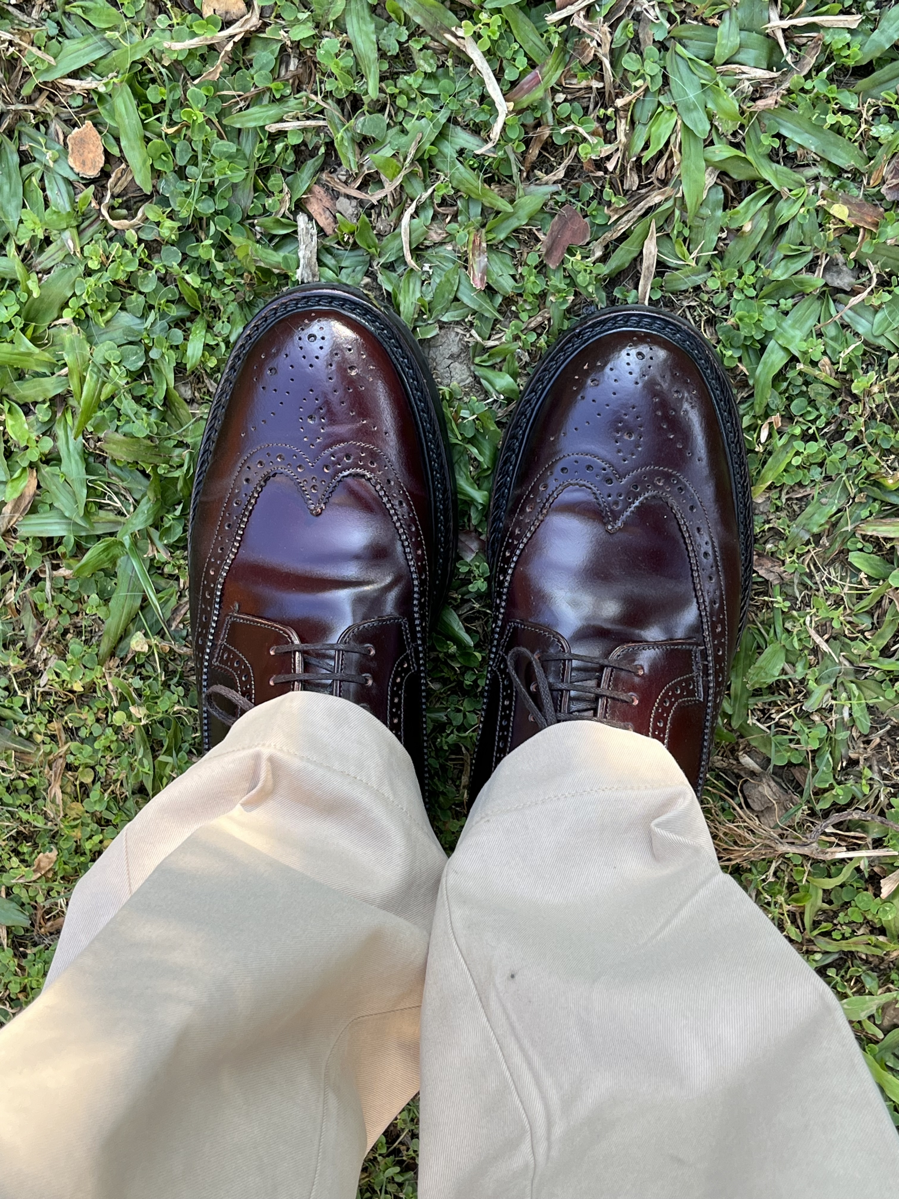 Bridlen Shinki Cordovan Longwing